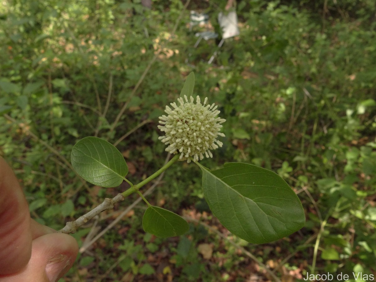 Mitragyna parvifolia (Roxb.) Korth.